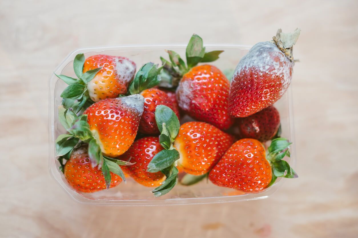 7 dicas para evitar mofo nos alimentos